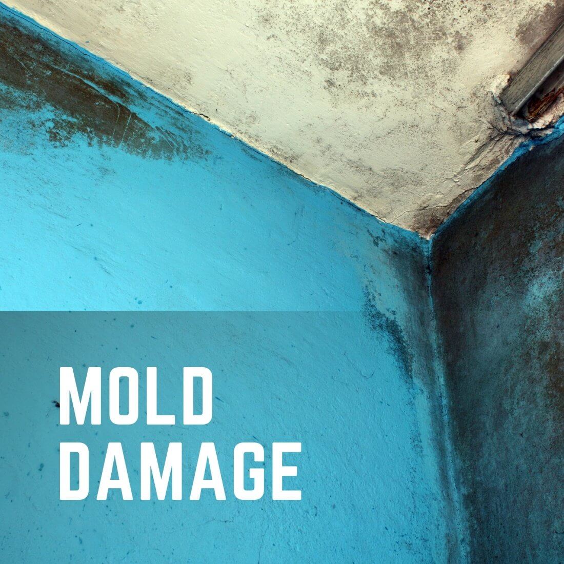 Mold Damage Remediation Services | Falls Church, Va